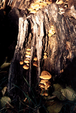 PDF-Dokument &raquo;Pilze im Britzer Garten Berlin&laquo; laden