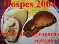 Hospes 2004